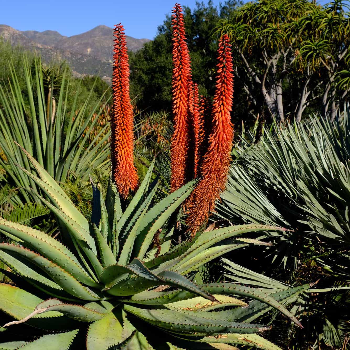 Aloes: Aloe ferox
